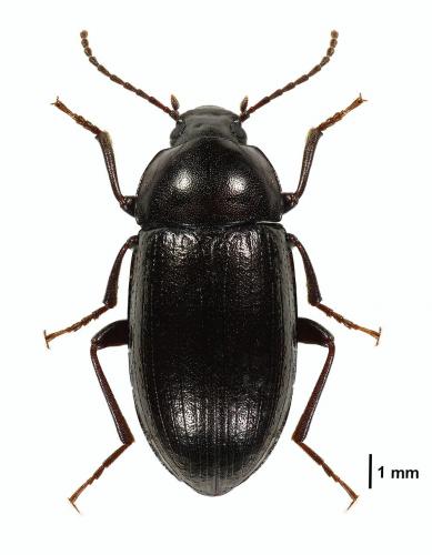 Nalassus laevioctostriatus